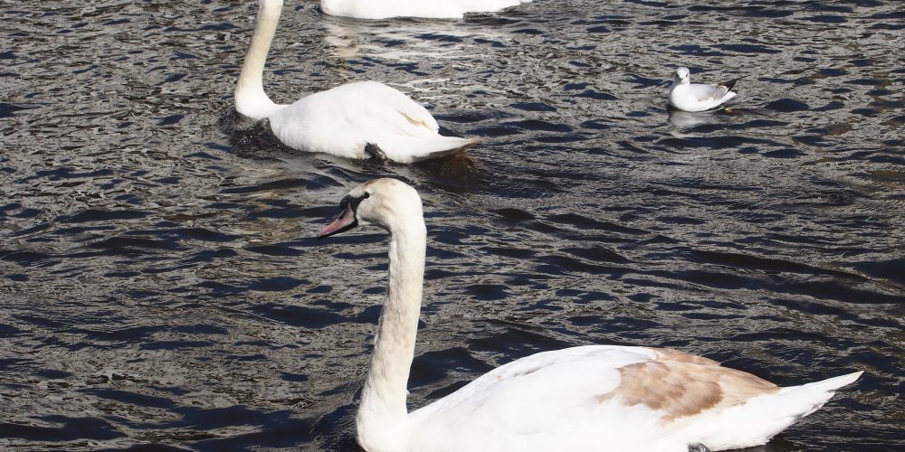 Hamburg’s white spring heralds are back